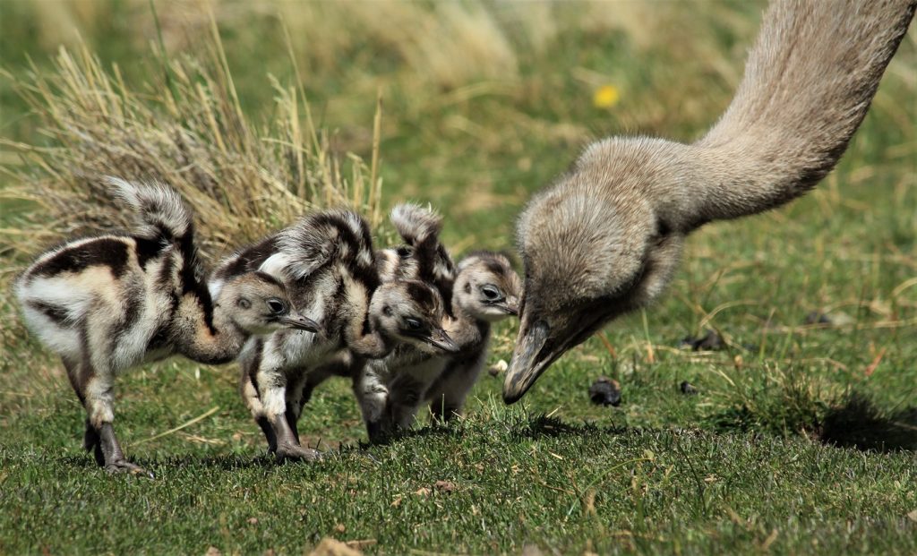 O objetivo da equipe de recuperação de fauna da Tompkins Conservation é aumentar a população de nandus-de-darwin selvagens no Parque Nacional da Patagônia em pelo menos 30%