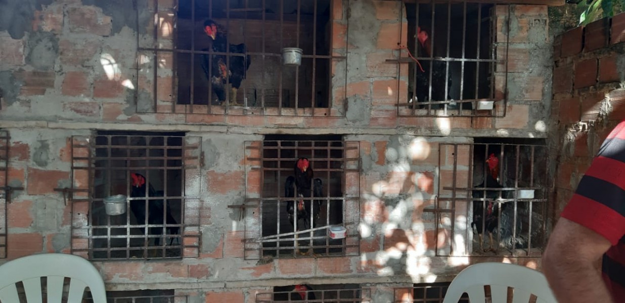 Galos estavam presos