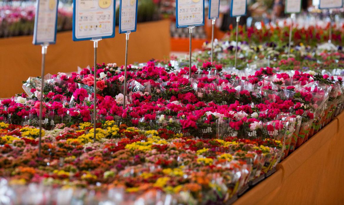 Flores