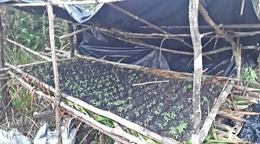 Plantação de maconha