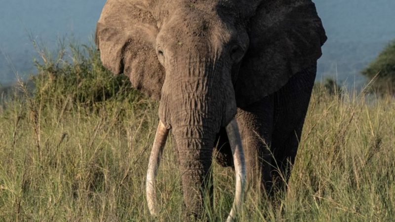Da mesma forma que herdamos a cor dos olhos ou o tipo sanguíneo, os genes são responsáveis ​​por um elefante herdar as presas de seus progenitores
