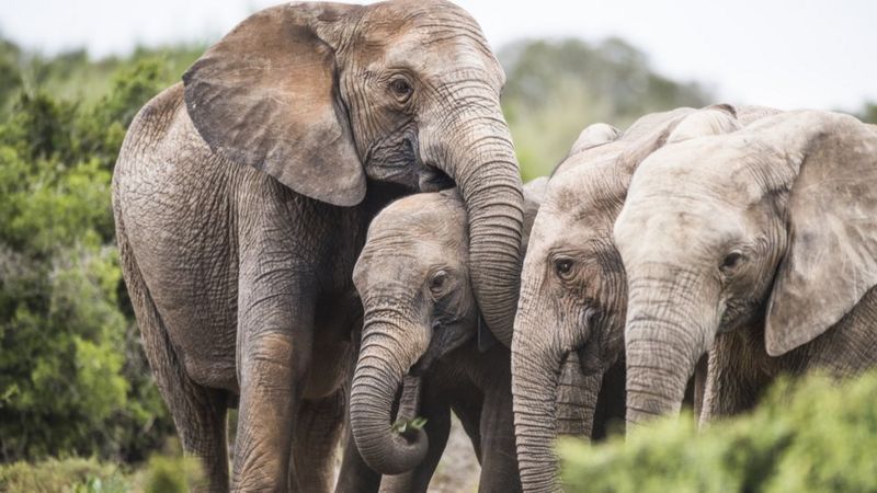 Elefantes africanos estão nascendo sem presas