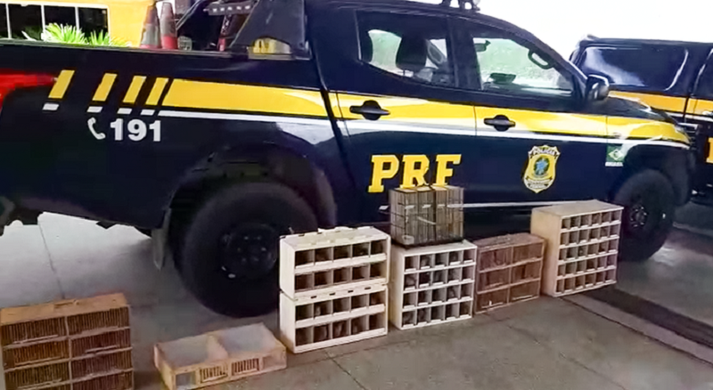 PRF resgata 156 pássaros