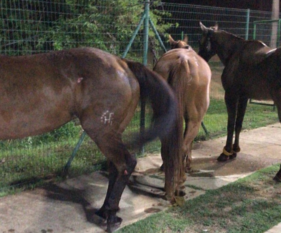 Cavalos ficaram feridos