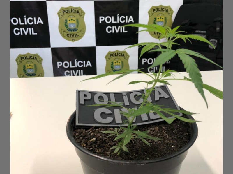 Drogas apreendidas pelos policiais