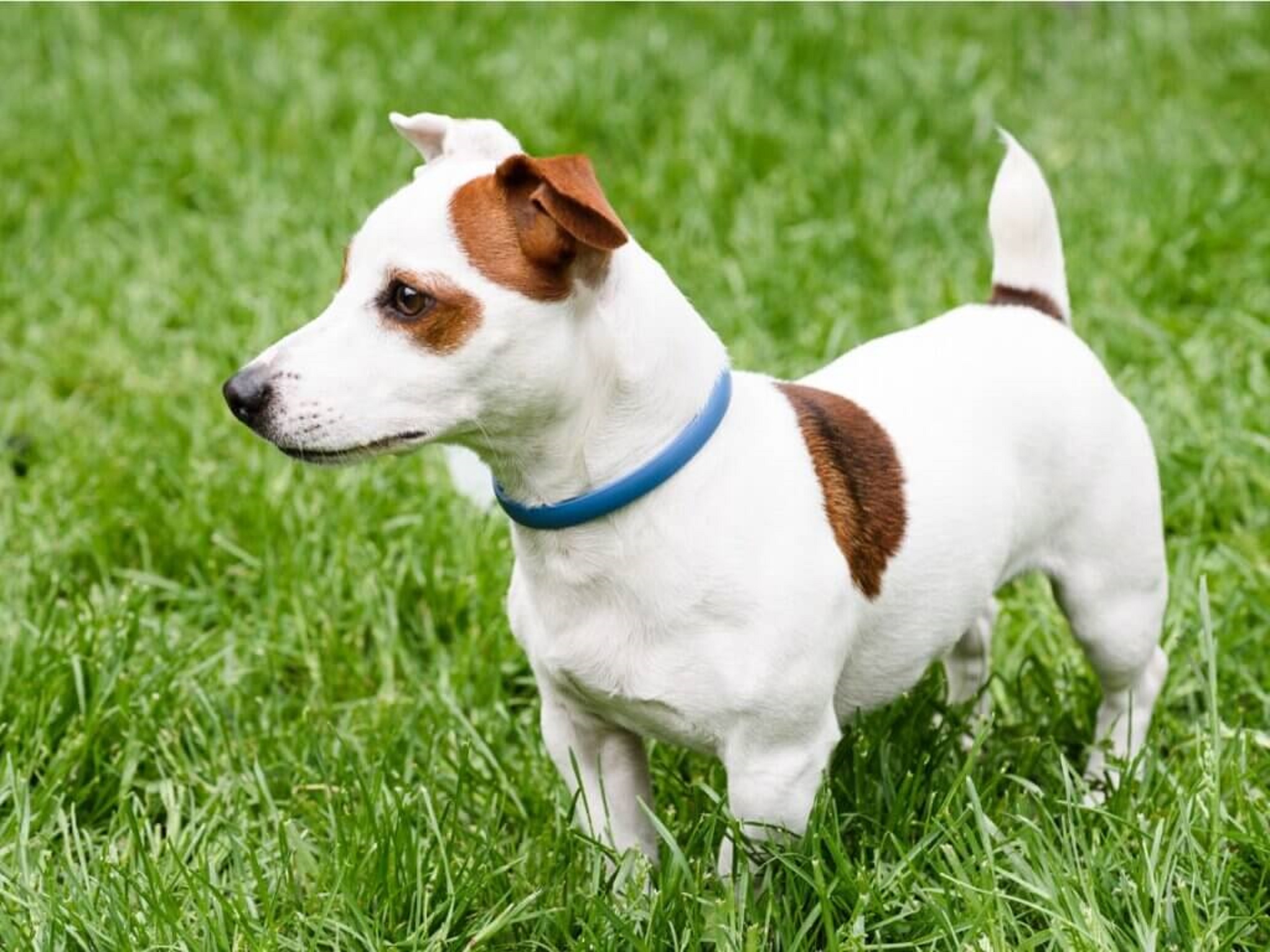 Cachorro com coleira antiparasitária