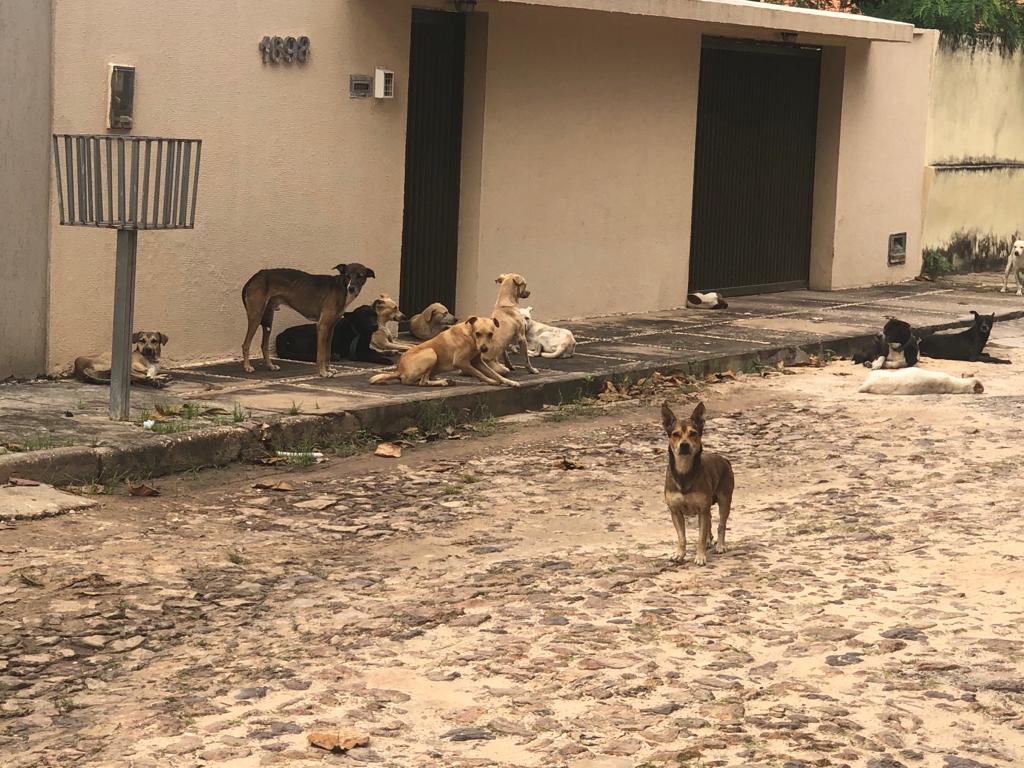 Abandonar animais é crime