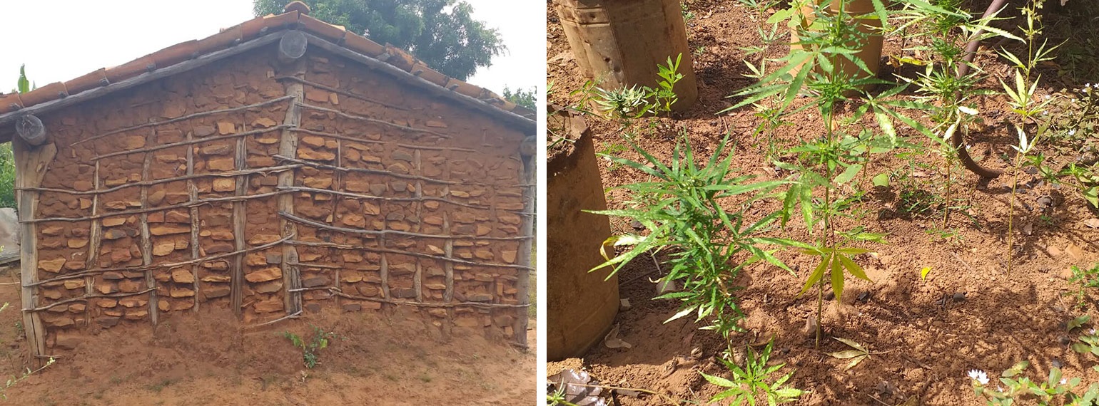 Polícia encontra plantação de maconha em Santa Cruz do Piauí