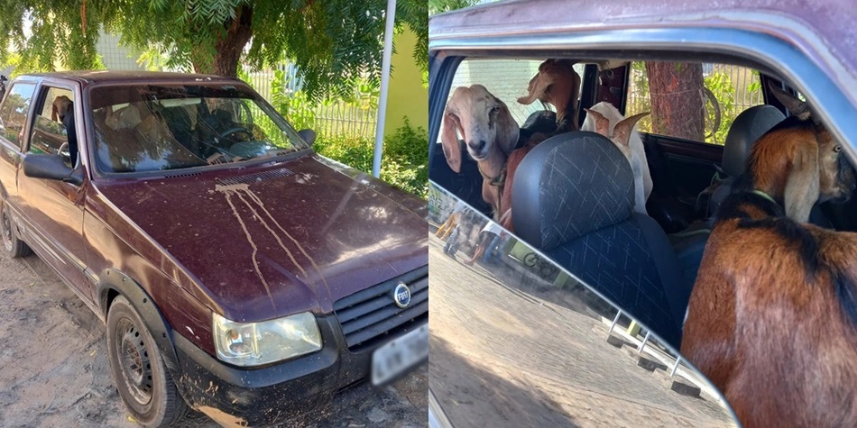 Dupla é presa com bodes dentro de Fiat Uno