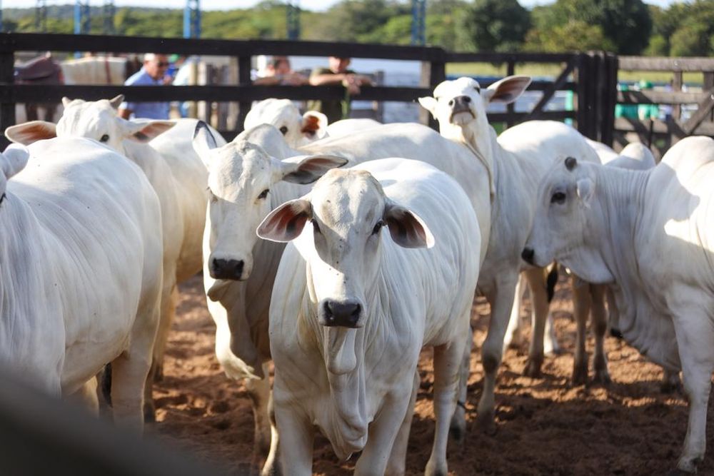 Na imagem, animais bovinos no Piauí.