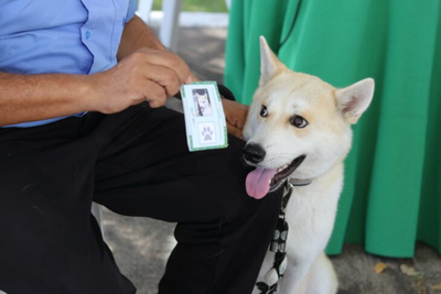 Registro da ação Piauí Pet Castramóvel.