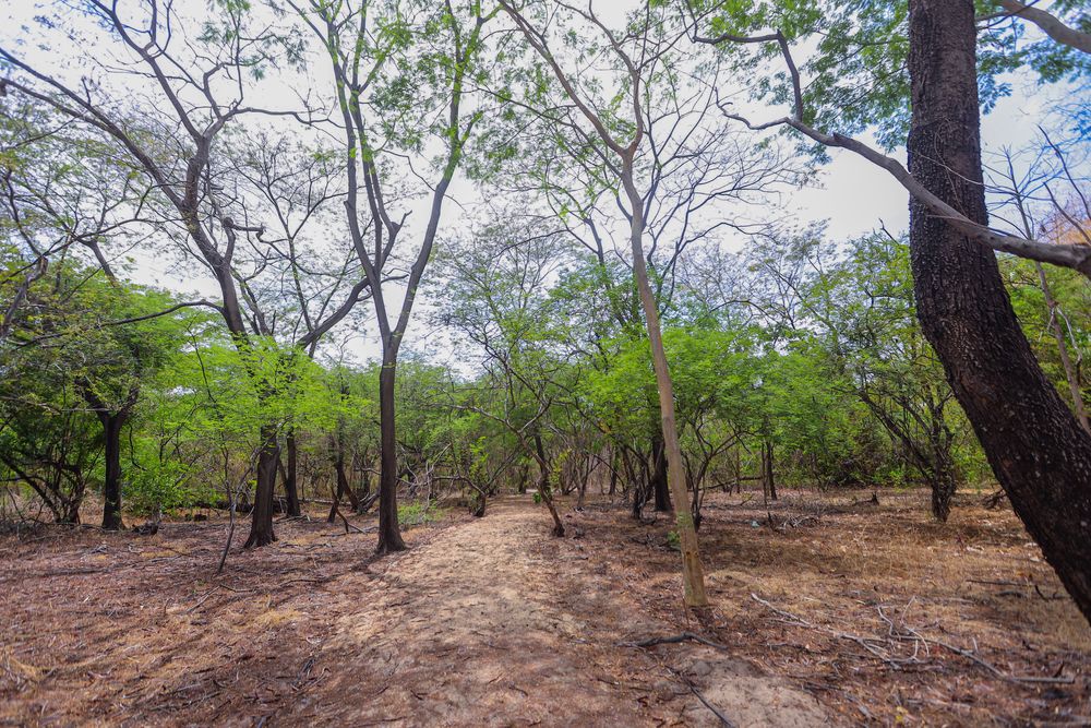 Na imagem, a Floresta Fóssil de Teresina.