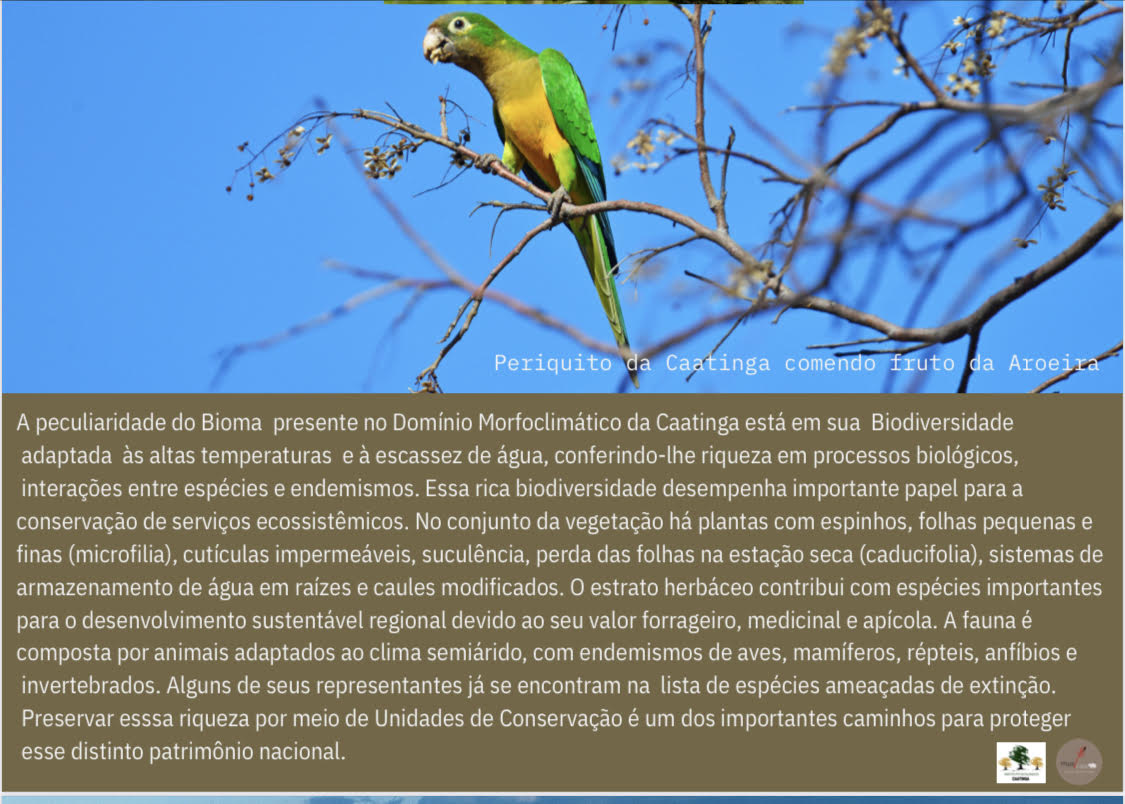 A riqueza da Caatinga brasileira - Periquito-da-caatinga, cujo nome científico