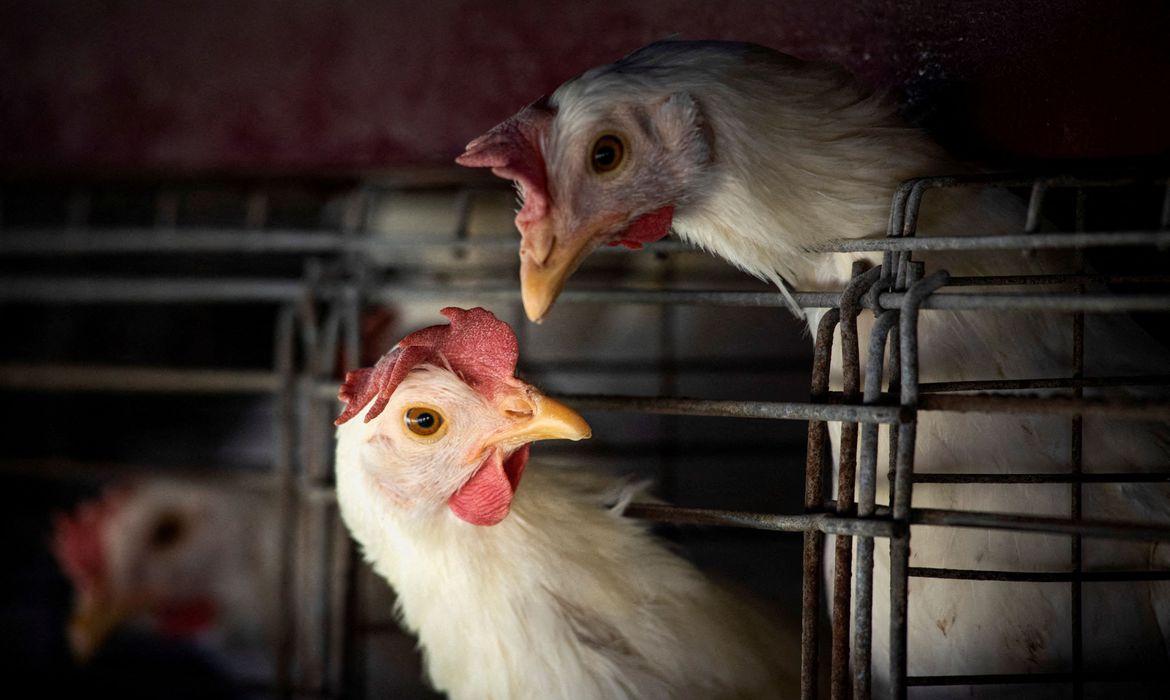 Ministério da Saúde decreta estado de emergência por gripe aviária