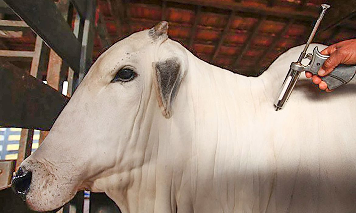 Bovino sendo vacinado contra a febre aftosa