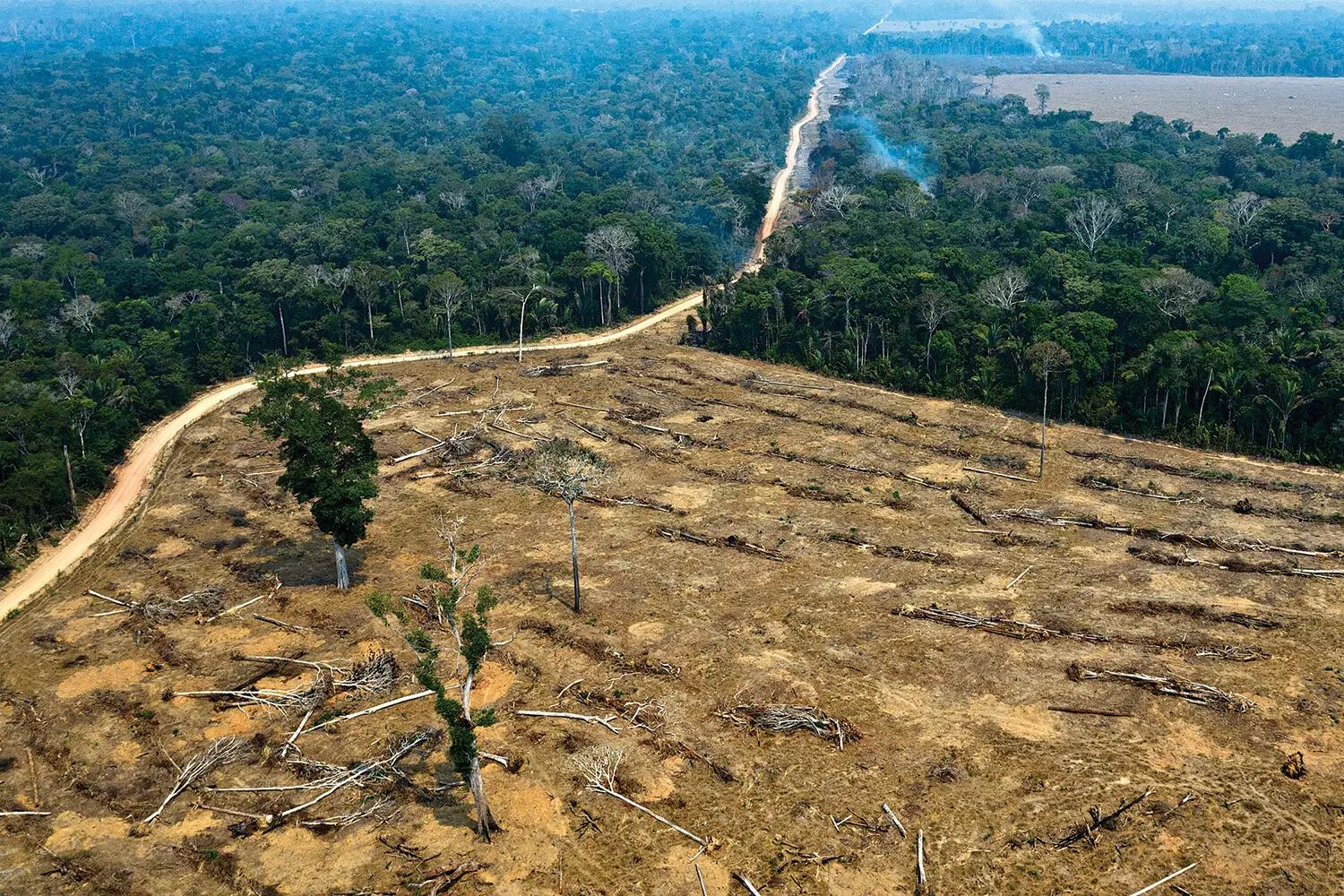 Essa parceira tem como objetivo monitorar a Floresta Amazônica