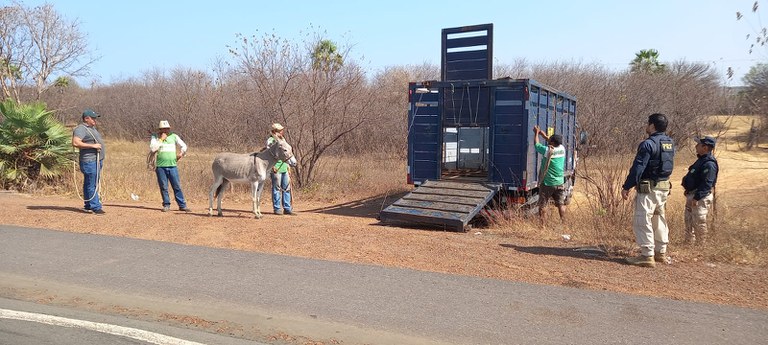 Sétima etapa da operação de apreensão de animais é realizada e 61 animais foram remanejados.