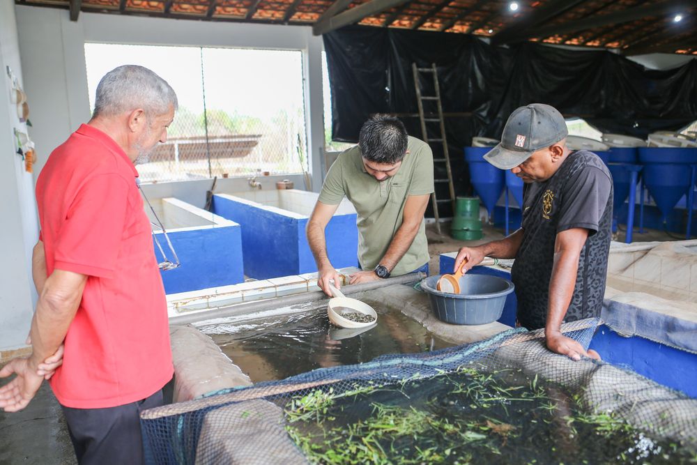 Distribuição de alevinos beneficia mais de duas mil famílias de agricultores no Piauí