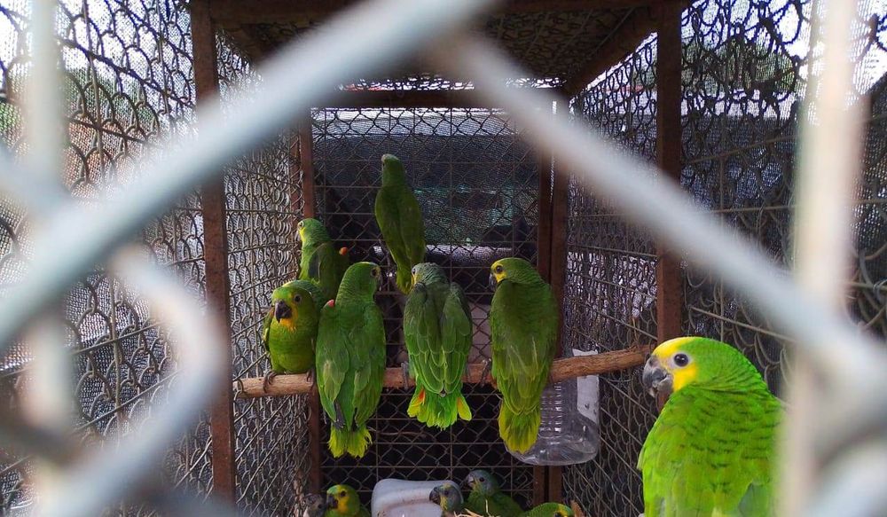 Semarh acolhe aves apreendidas em ação da Polícia Militar contra o tráfico de animais silvestres em Lagoa do Barro