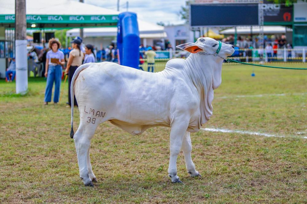 Etapa da maior exposição brasileira de gado nelore reúne criadores de todo país na Expoapi