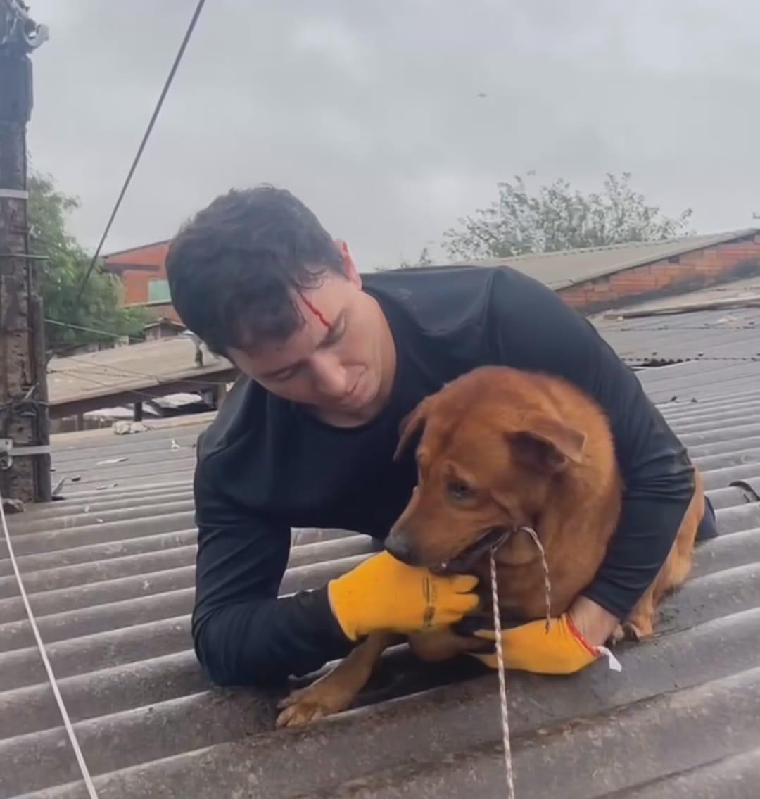 Deputado Federal socorre cachorro em enchente no RS e sofre mordida no ato