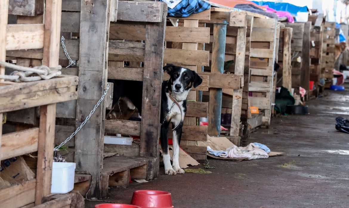 Rio Grande do Sul lança plano de ajuda a animais