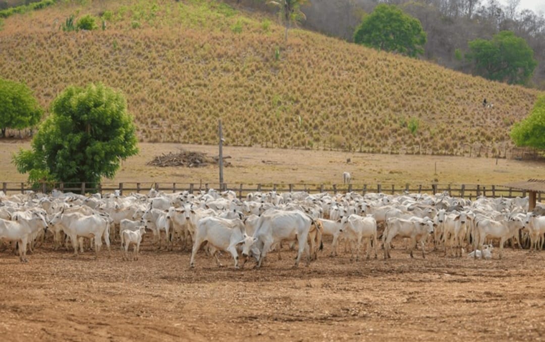 Sada e Adapi reforçam importância da vacinação contra brucelose como forma de proteger o rebanho