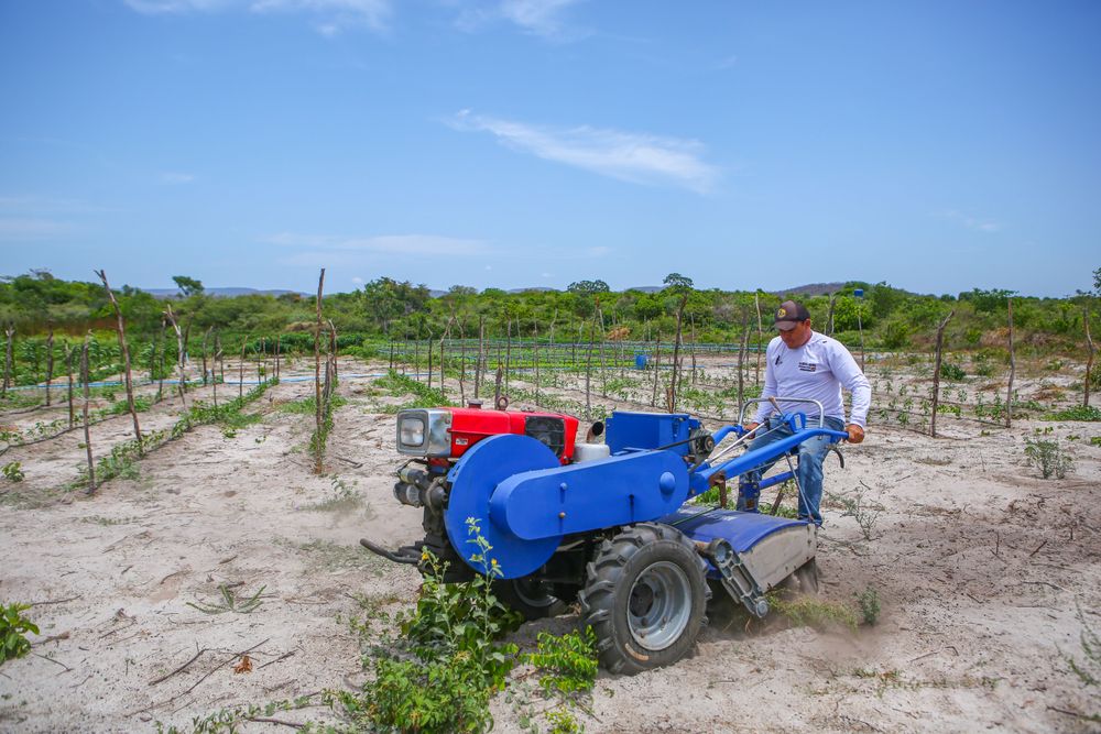 Agropecuária do Piauí registra maior crescimento de empregos formais nos últimos anos