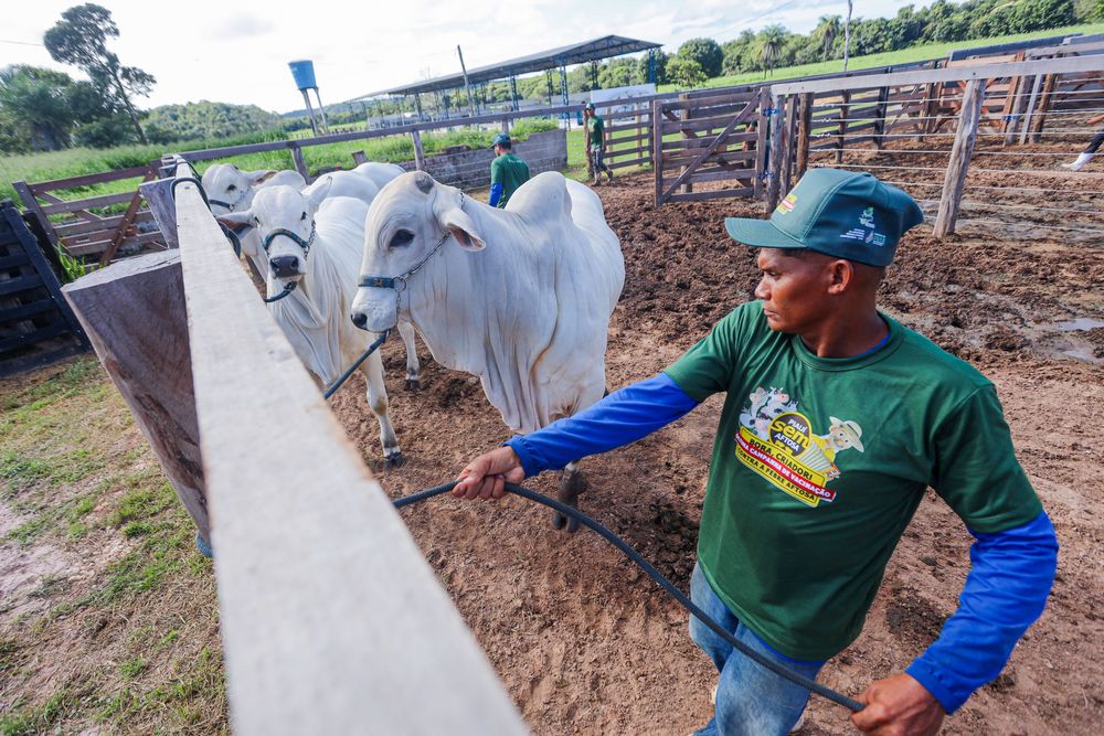 Agropecuária do Piauí registra maior crescimento de empregos formais nos últimos anos