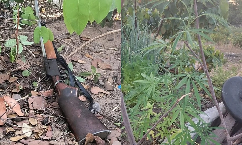 Arma do crime e cannabis sendo cultivada