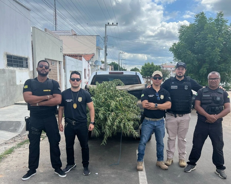 Polícia Civil destrói plantação de maconha