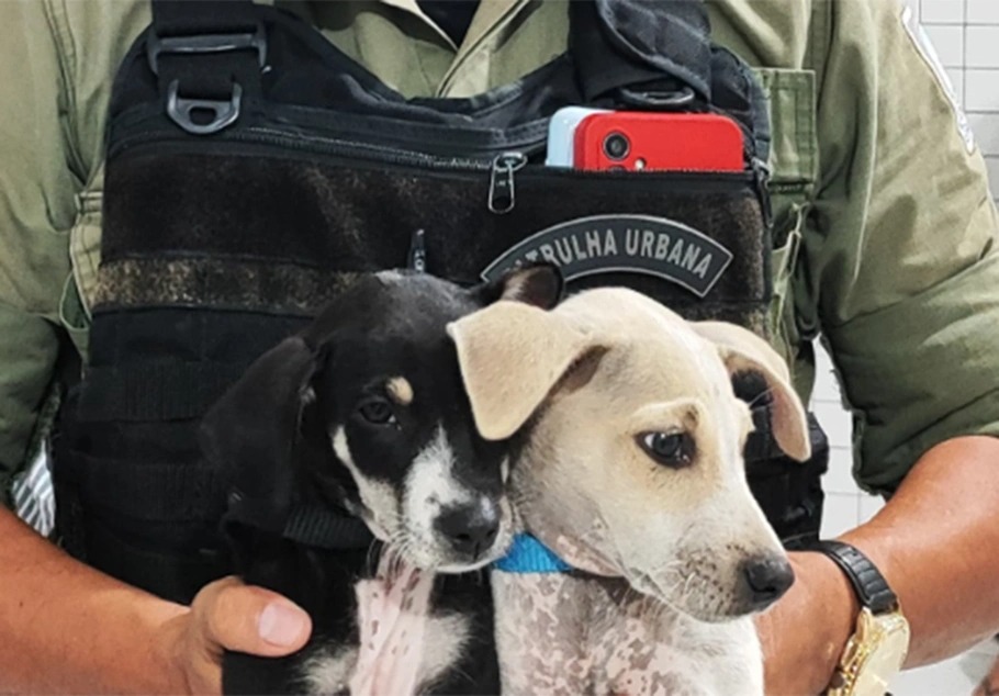 Cães resgatados pela Polícia Militar em poder do suspeito