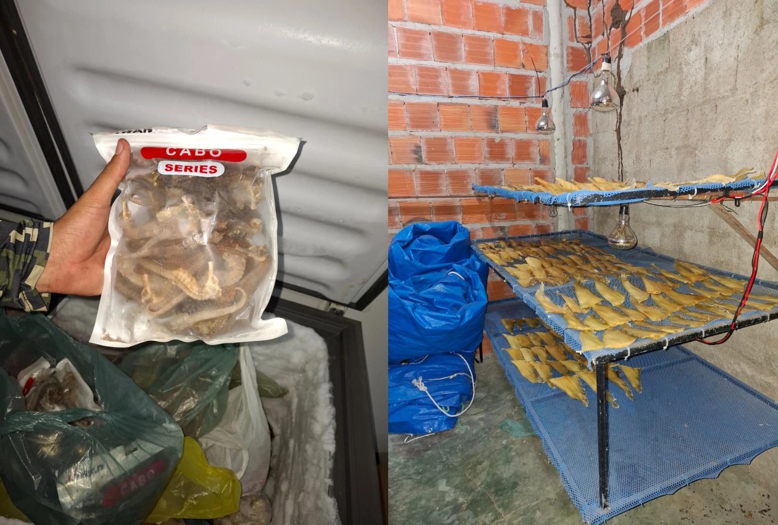 Chineses são presos com toneladas de barbatanas de tubarão em Parnaíba